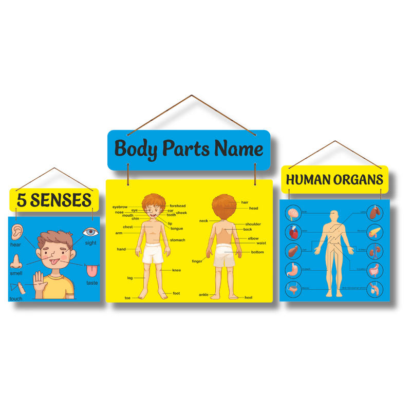 Body Parts Name wall hanging